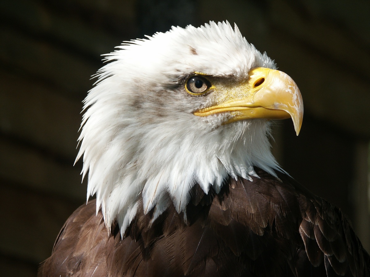 Eagle hawk is nearly about extinct