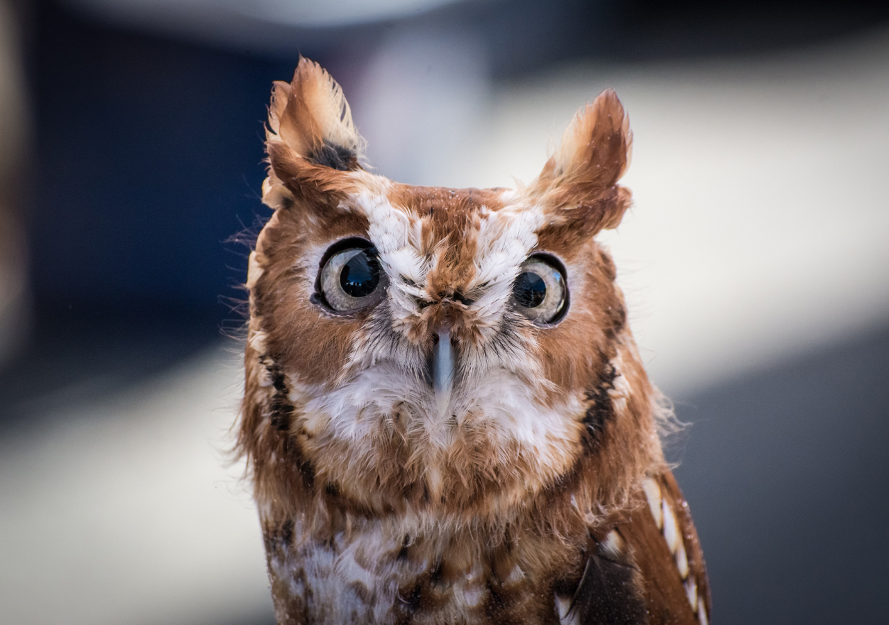Day time looks of owl will make you crazy for sure