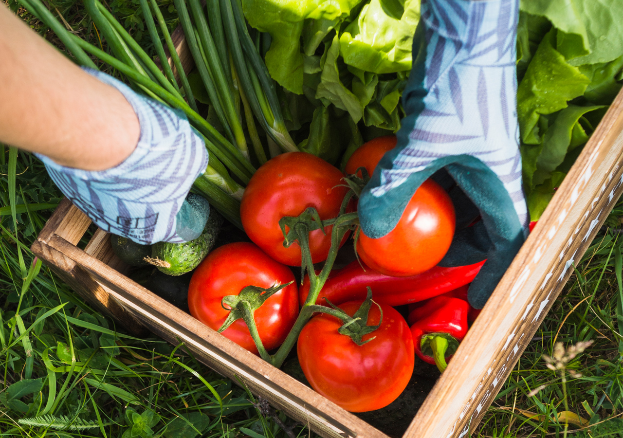 Greenhouse for growing tomatoes has more profit