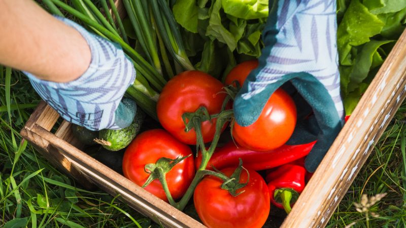 Greenhouse for growing tomatoes made profit