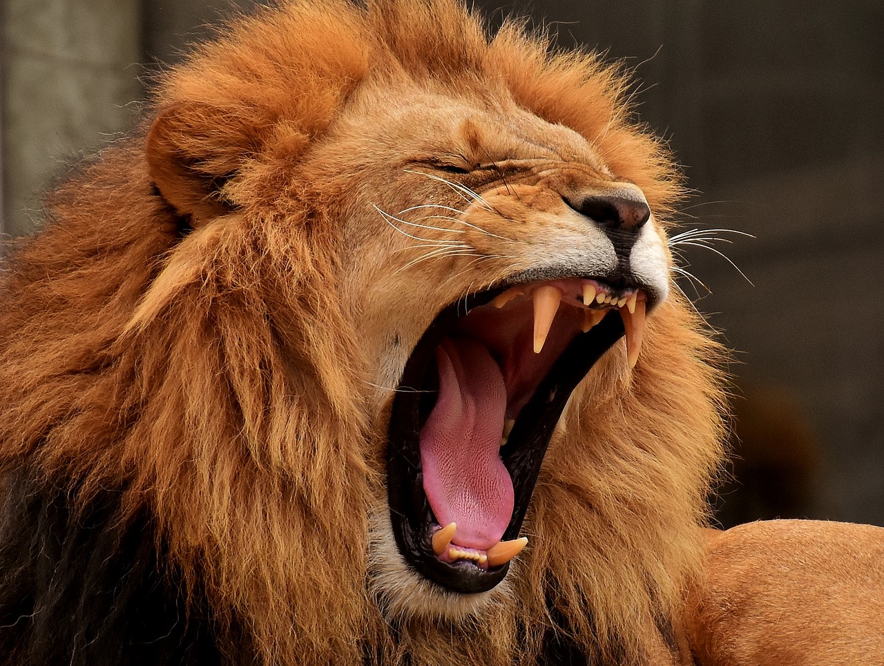 Lion killed more animals protecting their extinction