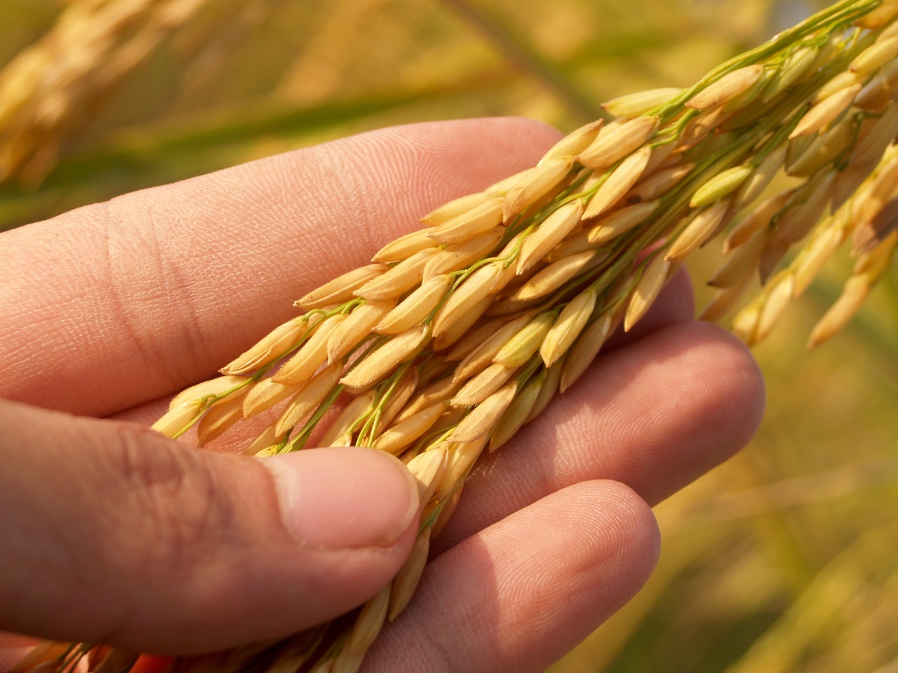 Golden paddy are expensive in market