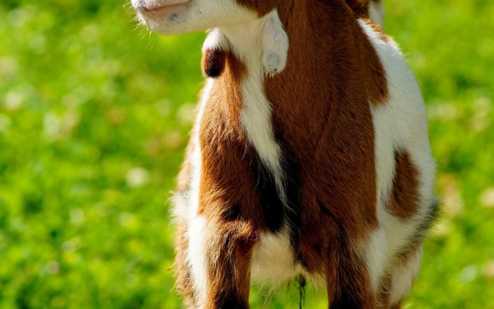 I am an animal lover and I love to click